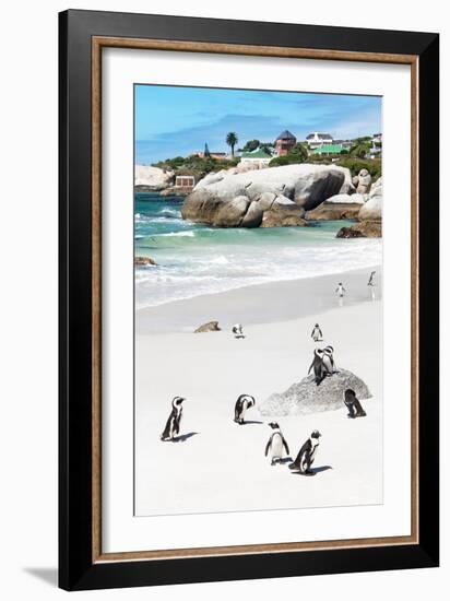 Awesome South Africa Collection - African Penguins at Boulders Beach IX-Philippe Hugonnard-Framed Photographic Print