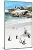 Awesome South Africa Collection - African Penguins at Boulders Beach IX-Philippe Hugonnard-Mounted Photographic Print