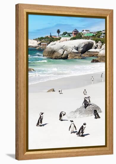 Awesome South Africa Collection - African Penguins at Boulders Beach IX-Philippe Hugonnard-Framed Premier Image Canvas