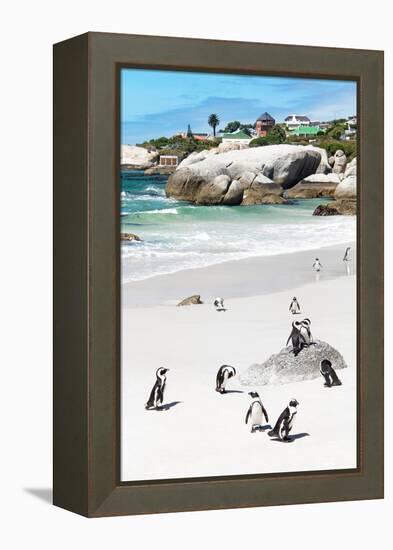 Awesome South Africa Collection - African Penguins at Boulders Beach IX-Philippe Hugonnard-Framed Premier Image Canvas