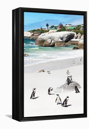 Awesome South Africa Collection - African Penguins at Boulders Beach IX-Philippe Hugonnard-Framed Premier Image Canvas