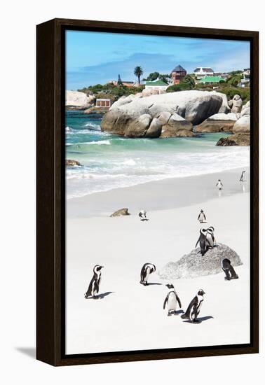 Awesome South Africa Collection - African Penguins at Boulders Beach IX-Philippe Hugonnard-Framed Premier Image Canvas