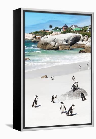 Awesome South Africa Collection - African Penguins at Boulders Beach IX-Philippe Hugonnard-Framed Premier Image Canvas