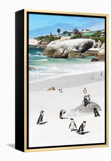 Awesome South Africa Collection - African Penguins at Boulders Beach IX-Philippe Hugonnard-Framed Premier Image Canvas
