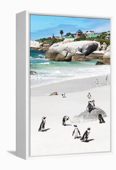 Awesome South Africa Collection - African Penguins at Boulders Beach IX-Philippe Hugonnard-Framed Premier Image Canvas