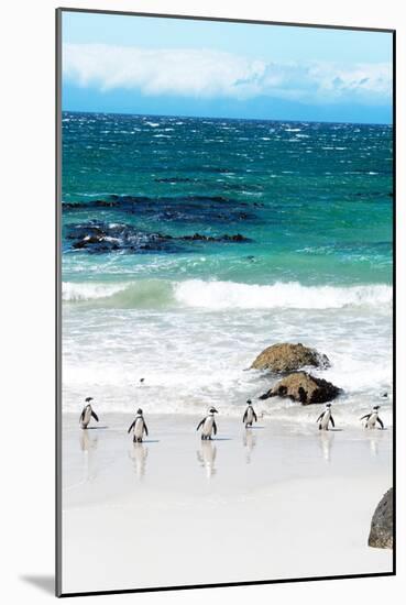 Awesome South Africa Collection - African Penguins at Boulders Beach V-Philippe Hugonnard-Mounted Photographic Print