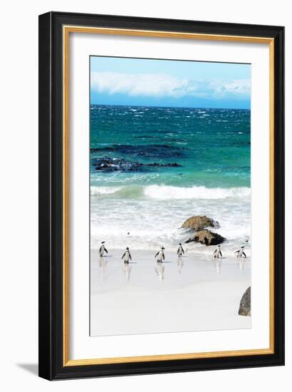 Awesome South Africa Collection - African Penguins at Boulders Beach V-Philippe Hugonnard-Framed Photographic Print