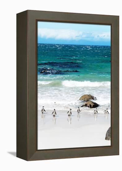 Awesome South Africa Collection - African Penguins at Boulders Beach V-Philippe Hugonnard-Framed Premier Image Canvas
