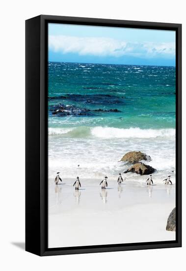 Awesome South Africa Collection - African Penguins at Boulders Beach V-Philippe Hugonnard-Framed Premier Image Canvas