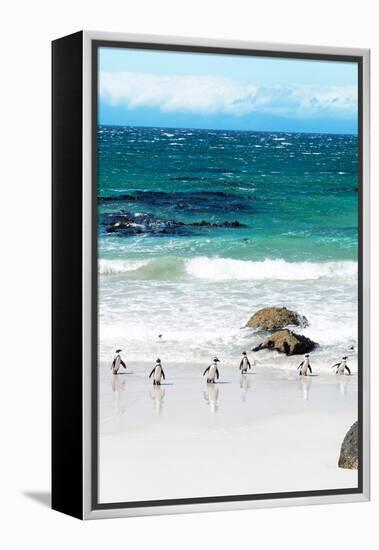 Awesome South Africa Collection - African Penguins at Boulders Beach V-Philippe Hugonnard-Framed Premier Image Canvas