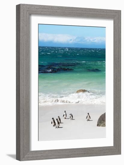 Awesome South Africa Collection - African Penguins at Boulders Beach VII-Philippe Hugonnard-Framed Photographic Print