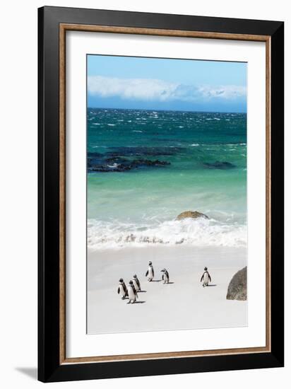 Awesome South Africa Collection - African Penguins at Boulders Beach VII-Philippe Hugonnard-Framed Photographic Print