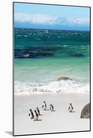 Awesome South Africa Collection - African Penguins at Boulders Beach VII-Philippe Hugonnard-Mounted Photographic Print