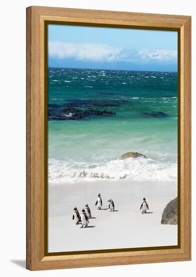 Awesome South Africa Collection - African Penguins at Boulders Beach VII-Philippe Hugonnard-Framed Premier Image Canvas