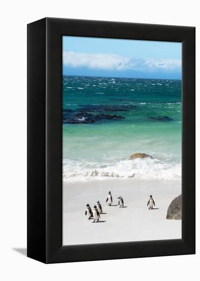 Awesome South Africa Collection - African Penguins at Boulders Beach VII-Philippe Hugonnard-Framed Premier Image Canvas