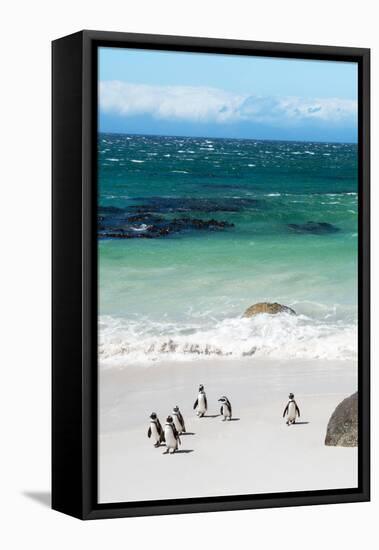 Awesome South Africa Collection - African Penguins at Boulders Beach VII-Philippe Hugonnard-Framed Premier Image Canvas