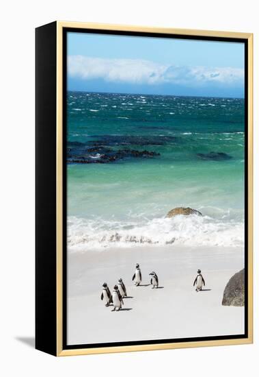 Awesome South Africa Collection - African Penguins at Boulders Beach VII-Philippe Hugonnard-Framed Premier Image Canvas