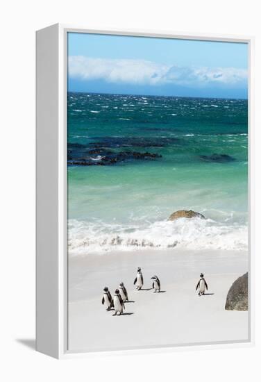 Awesome South Africa Collection - African Penguins at Boulders Beach VII-Philippe Hugonnard-Framed Premier Image Canvas