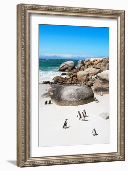 Awesome South Africa Collection - African Penguins at Boulders Beach X-Philippe Hugonnard-Framed Photographic Print