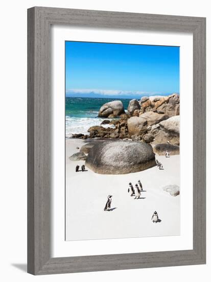 Awesome South Africa Collection - African Penguins at Boulders Beach X-Philippe Hugonnard-Framed Photographic Print