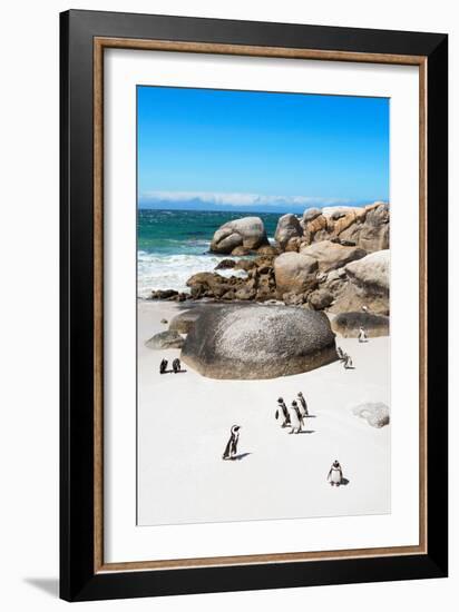 Awesome South Africa Collection - African Penguins at Boulders Beach X-Philippe Hugonnard-Framed Photographic Print