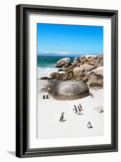 Awesome South Africa Collection - African Penguins at Boulders Beach X-Philippe Hugonnard-Framed Photographic Print