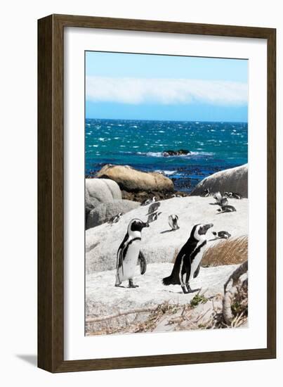 Awesome South Africa Collection - African Penguins at Boulders Beach XII-Philippe Hugonnard-Framed Photographic Print