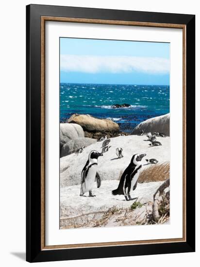 Awesome South Africa Collection - African Penguins at Boulders Beach XII-Philippe Hugonnard-Framed Photographic Print