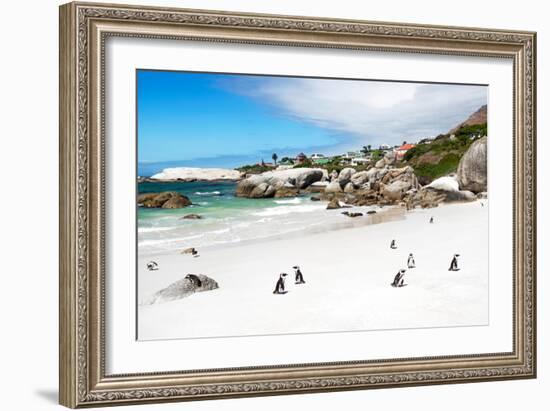 Awesome South Africa Collection - African Penguins at Boulders Beach-Philippe Hugonnard-Framed Photographic Print