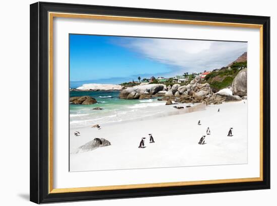 Awesome South Africa Collection - African Penguins at Boulders Beach-Philippe Hugonnard-Framed Photographic Print