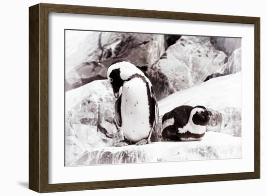 Awesome South Africa Collection - African Penguins II-Philippe Hugonnard-Framed Photographic Print