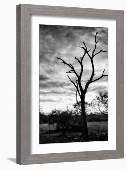 Awesome South Africa Collection B&W - Acacia Tree Silhouette II-Philippe Hugonnard-Framed Photographic Print