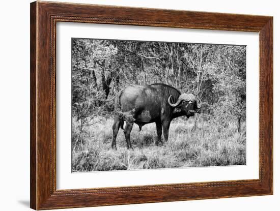 Awesome South Africa Collection B&W - African Cape Buffalo-Philippe Hugonnard-Framed Photographic Print