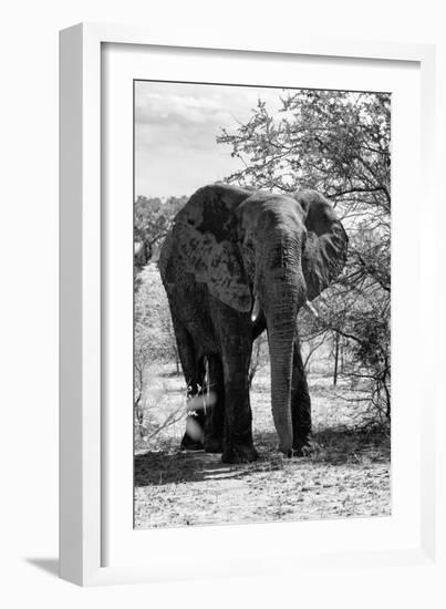 Awesome South Africa Collection B&W - African Elephant Portrait I-Philippe Hugonnard-Framed Photographic Print