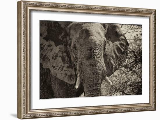 Awesome South Africa Collection B&W - African Elephant Portrait II-Philippe Hugonnard-Framed Photographic Print