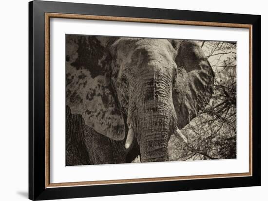 Awesome South Africa Collection B&W - African Elephant Portrait II-Philippe Hugonnard-Framed Photographic Print