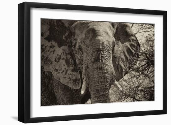 Awesome South Africa Collection B&W - African Elephant Portrait II-Philippe Hugonnard-Framed Photographic Print