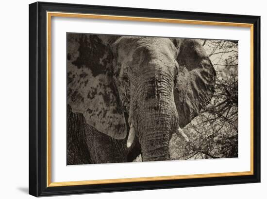 Awesome South Africa Collection B&W - African Elephant Portrait II-Philippe Hugonnard-Framed Photographic Print