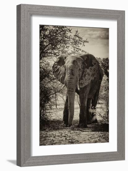 Awesome South Africa Collection B&W - African Elephant Portrait-Philippe Hugonnard-Framed Photographic Print