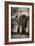 Awesome South Africa Collection B&W - African Elephant Portrait-Philippe Hugonnard-Framed Photographic Print