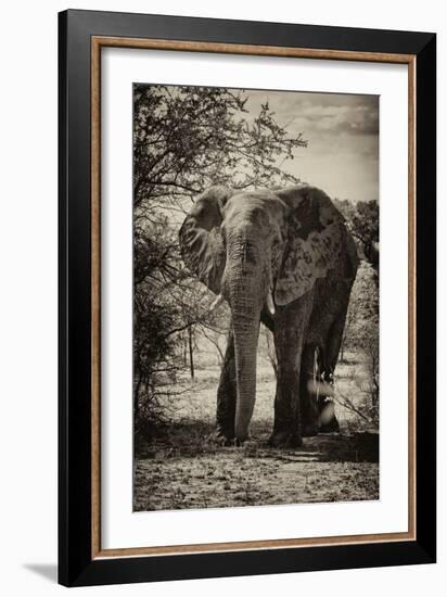 Awesome South Africa Collection B&W - African Elephant Portrait-Philippe Hugonnard-Framed Photographic Print