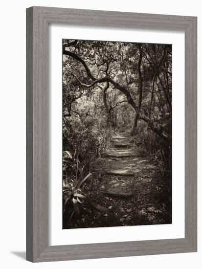 Awesome South Africa Collection B&W - African Forest I-Philippe Hugonnard-Framed Photographic Print