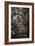 Awesome South Africa Collection B&W - African Forest I-Philippe Hugonnard-Framed Photographic Print