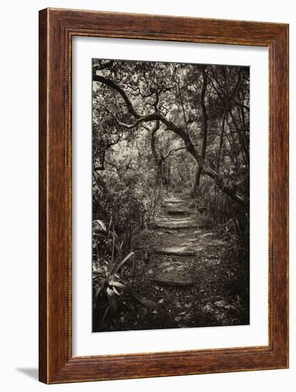 Awesome South Africa Collection B&W - African Forest I-Philippe Hugonnard-Framed Photographic Print