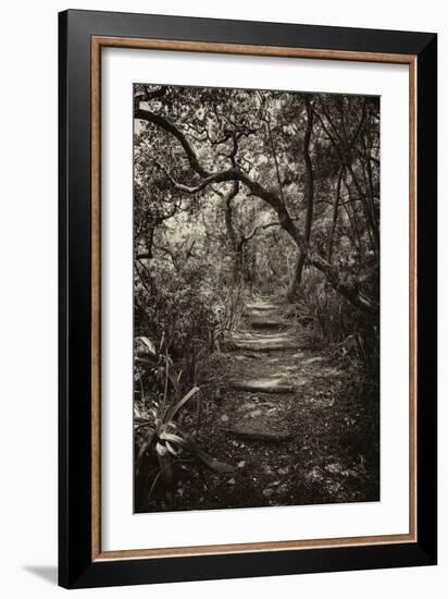 Awesome South Africa Collection B&W - African Forest I-Philippe Hugonnard-Framed Photographic Print