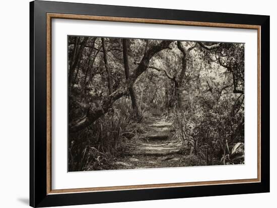 Awesome South Africa Collection B&W - African Forest III-Philippe Hugonnard-Framed Photographic Print
