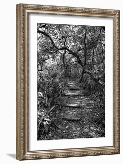 Awesome South Africa Collection B&W - African Forest-Philippe Hugonnard-Framed Photographic Print