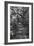 Awesome South Africa Collection B&W - African Forest-Philippe Hugonnard-Framed Photographic Print