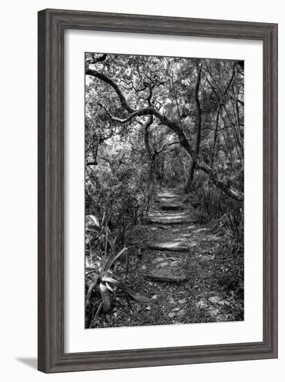 Awesome South Africa Collection B&W - African Forest-Philippe Hugonnard-Framed Photographic Print