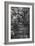 Awesome South Africa Collection B&W - African Forest-Philippe Hugonnard-Framed Photographic Print